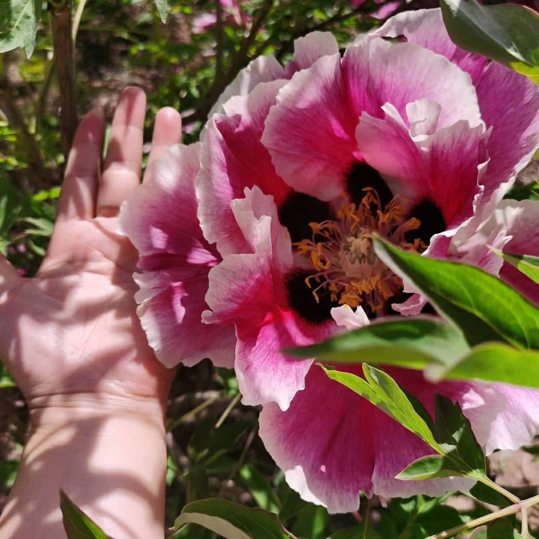 "Sun & Moon in harmonious glory" large flower tree peony Preorder for fall 2026 - Image 4