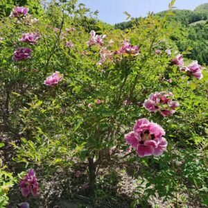 "Sun & Moon in harmonious glory" large flower tree peony Preorder for fall 2026
