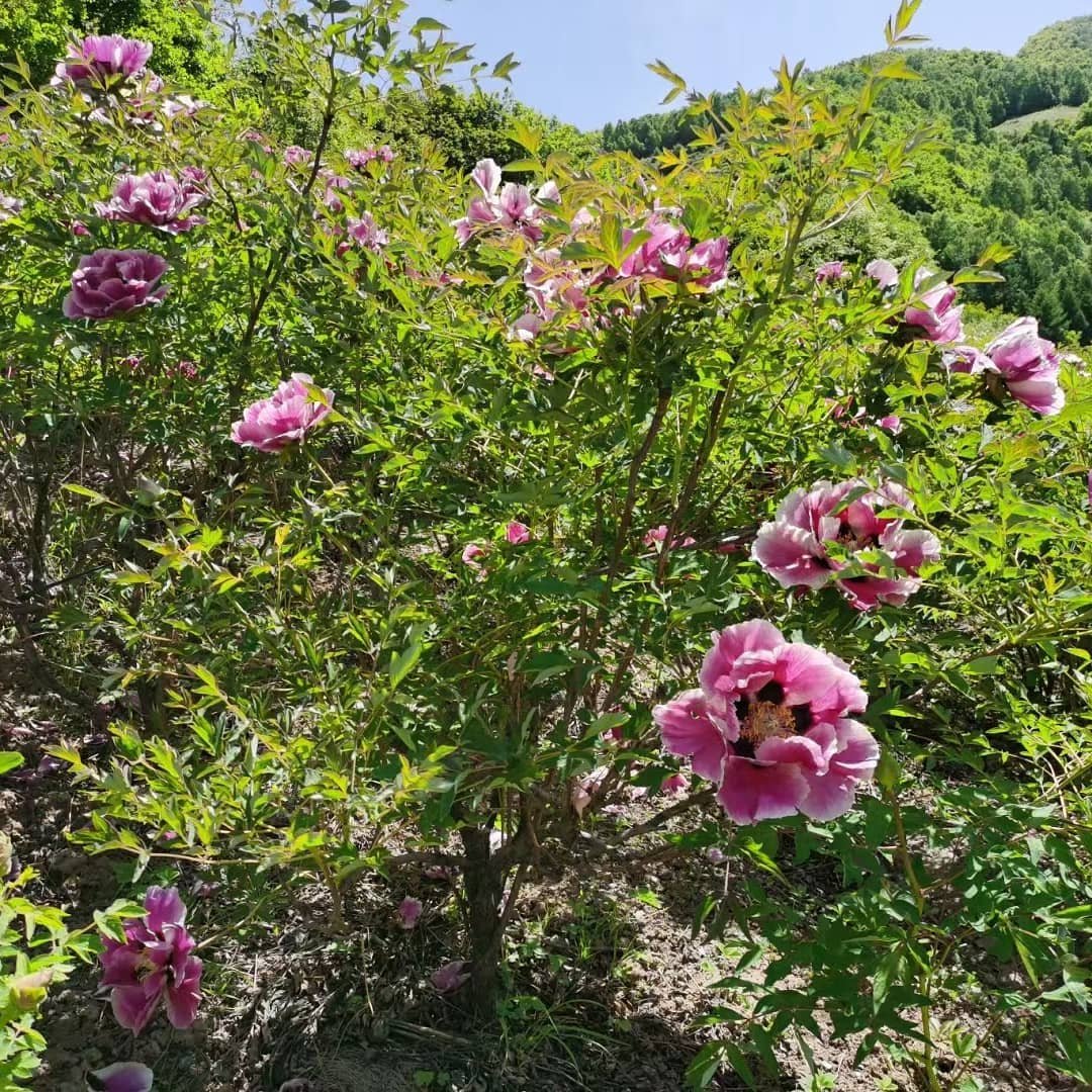 "Sun & Moon in harmonious glory" large flower tree peony Preorder for fall 2026