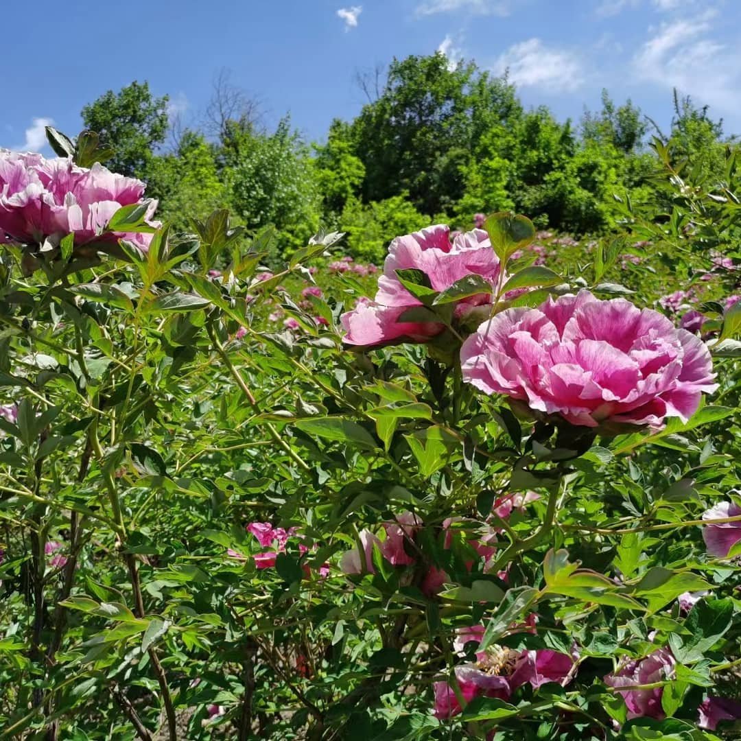 "Sun & Moon in harmonious glory" large flower tree peony Preorder for fall 2026 - Image 3