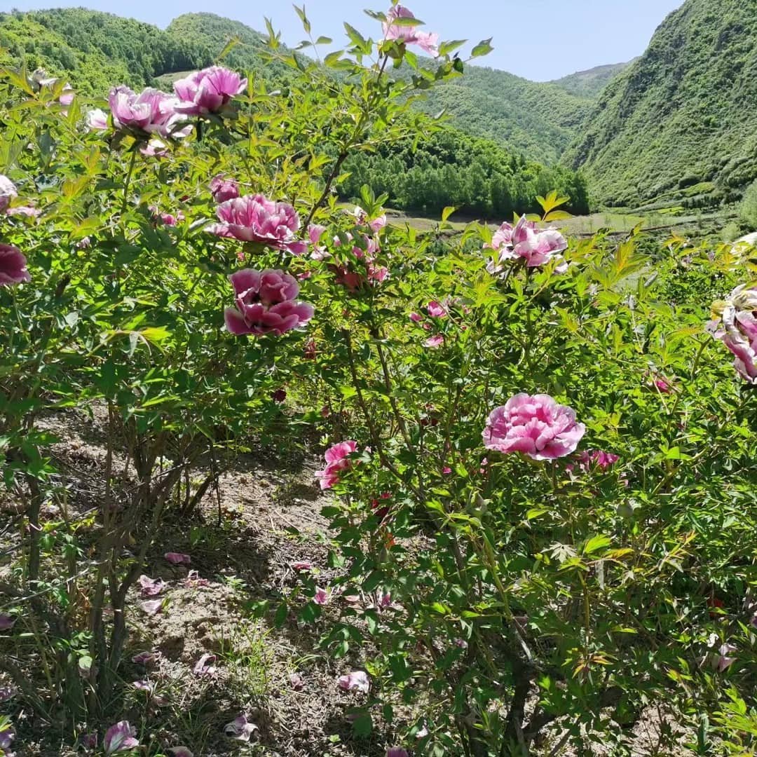 "Sun & Moon in harmonious glory" large flower tree peony Preorder for fall 2026 - Image 2