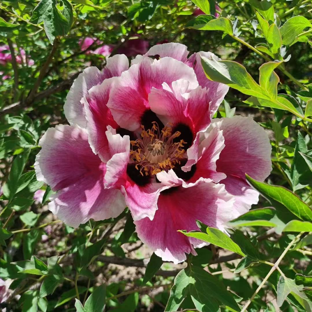 "Sun & Moon in harmonious glory" large flower tree peony Preorder for fall 2026 - Image 5