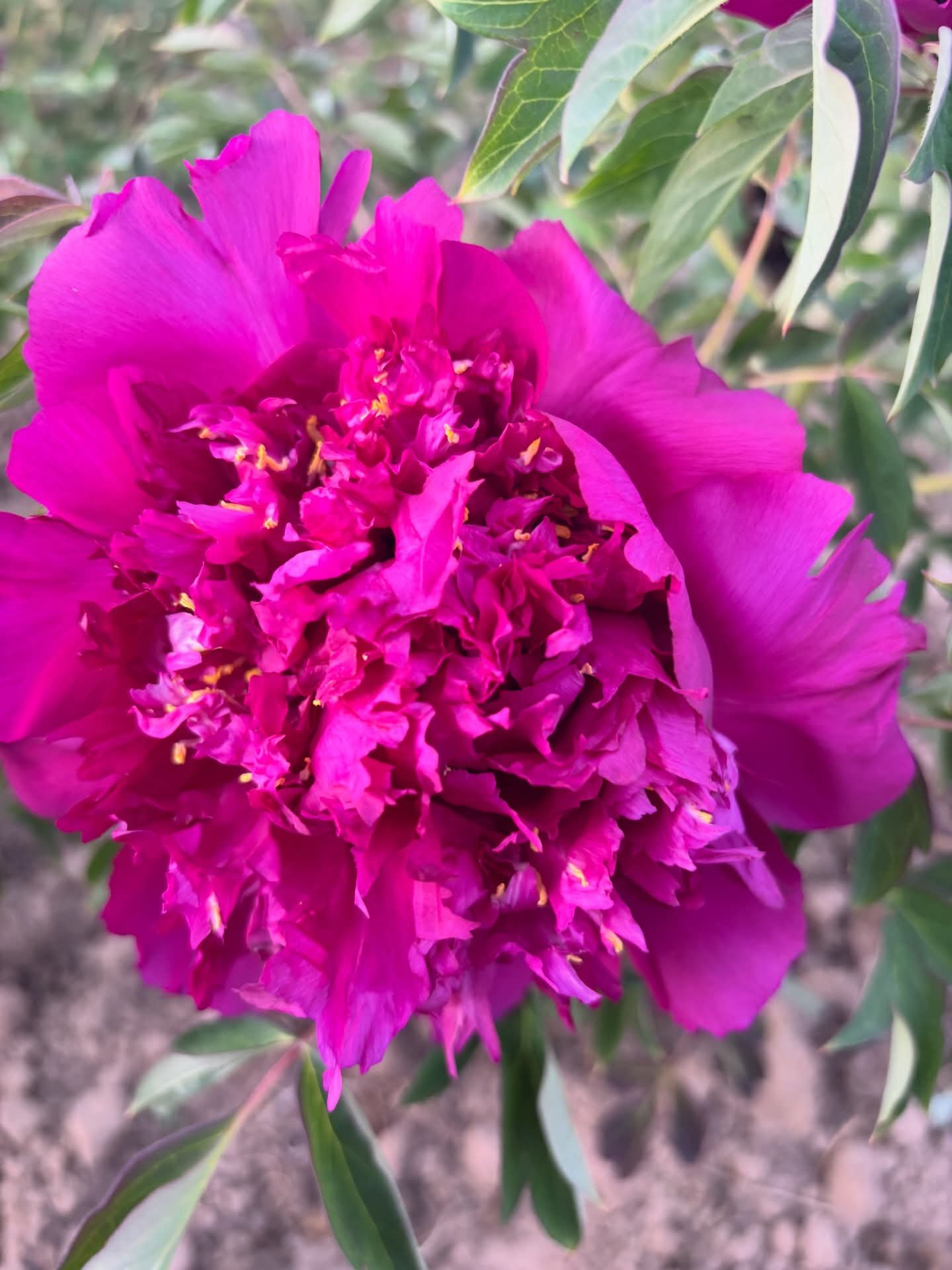 Cheng Xin tree peony - Image 4