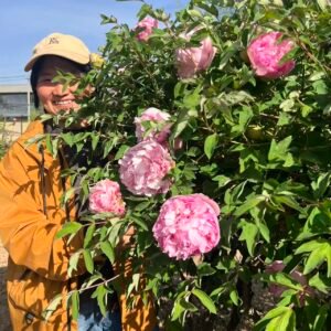 Tao Rong tree peony