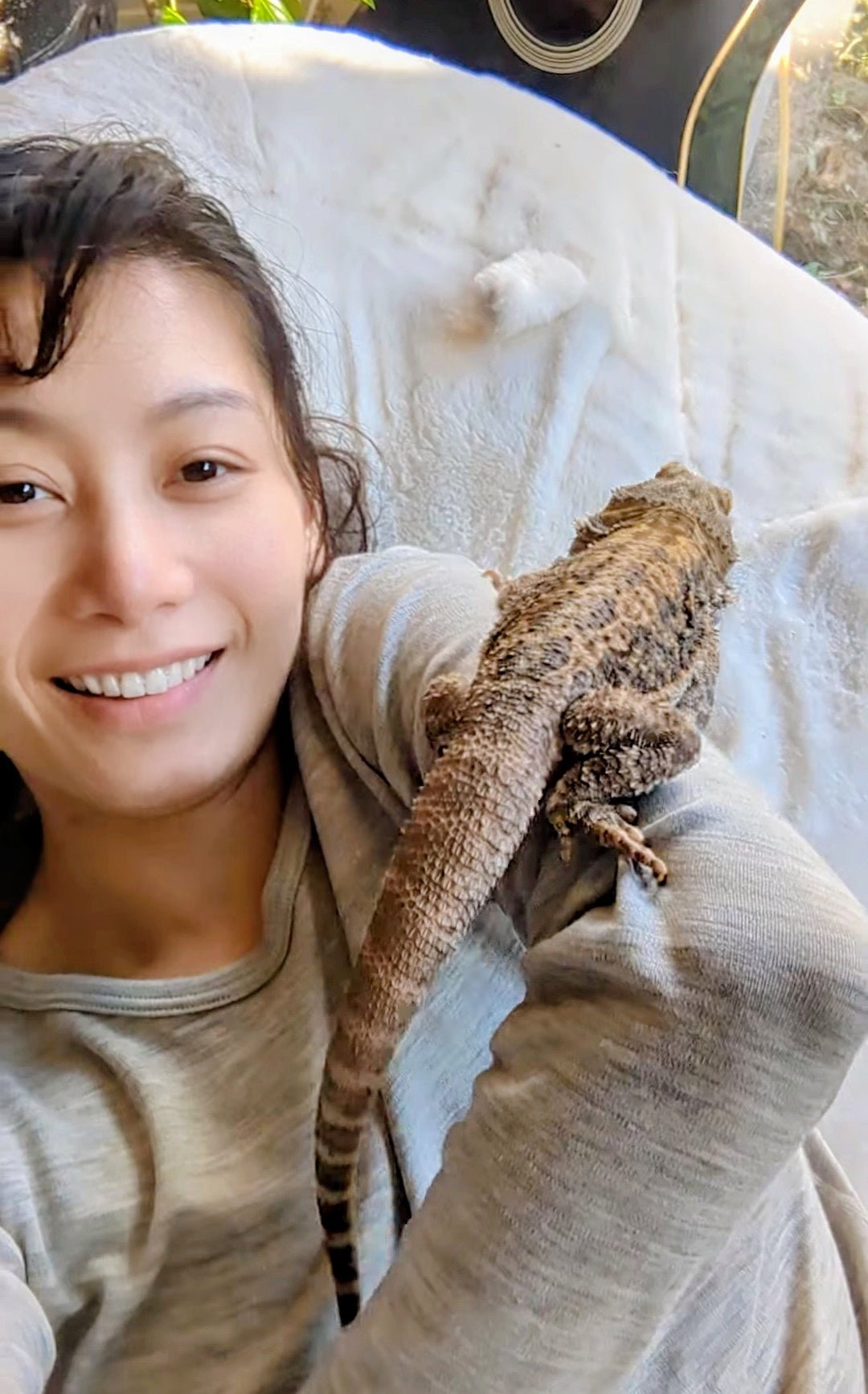 Bearded dragon - Image 4