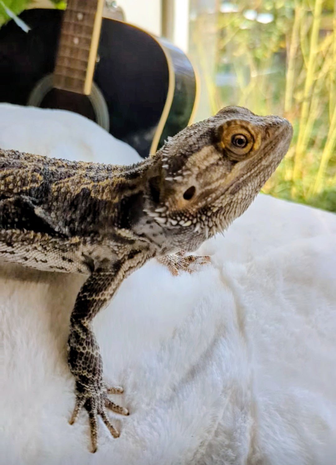 Bearded dragon - Image 2