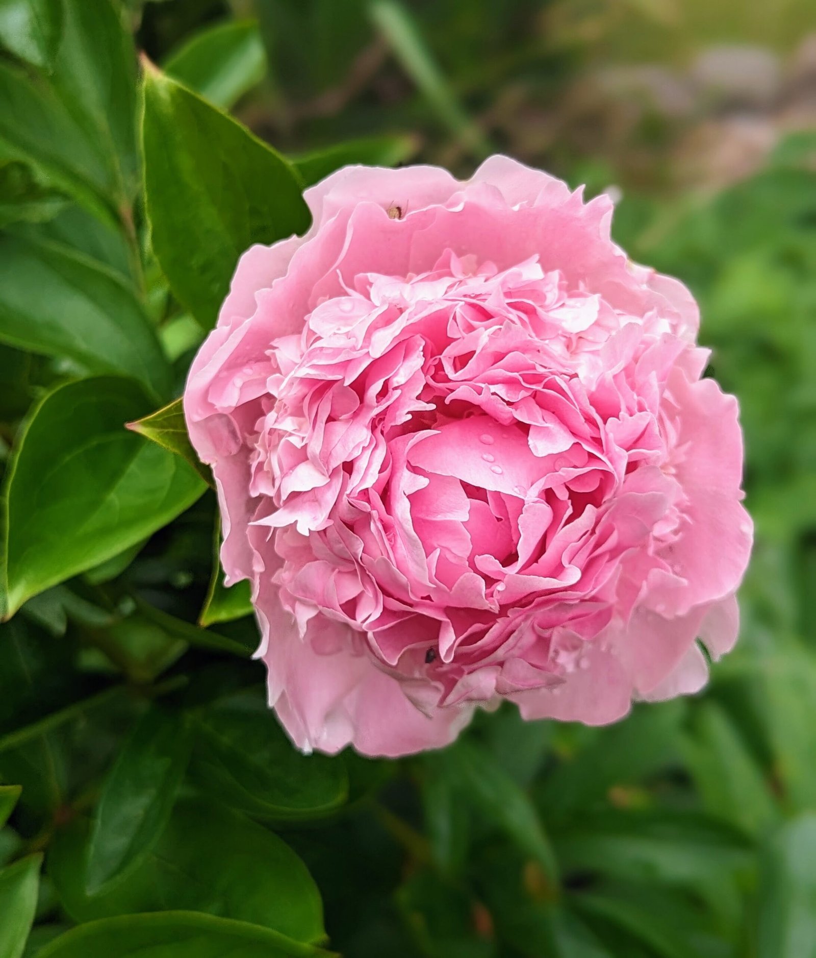 5 mixed mysterious herbaceous peony - Image 3