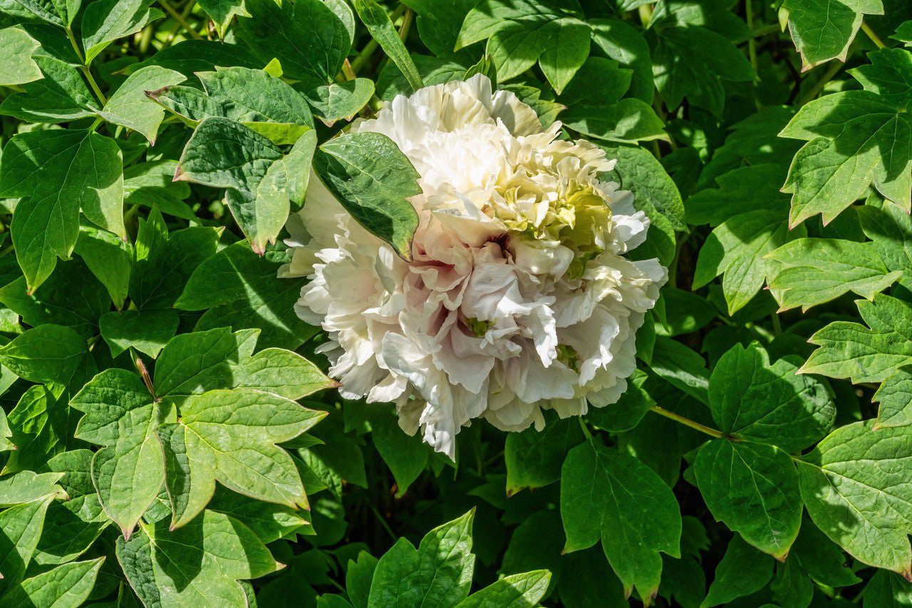 "Green peas" large flower tree peony - Preorder for fall 2026 - Image 4