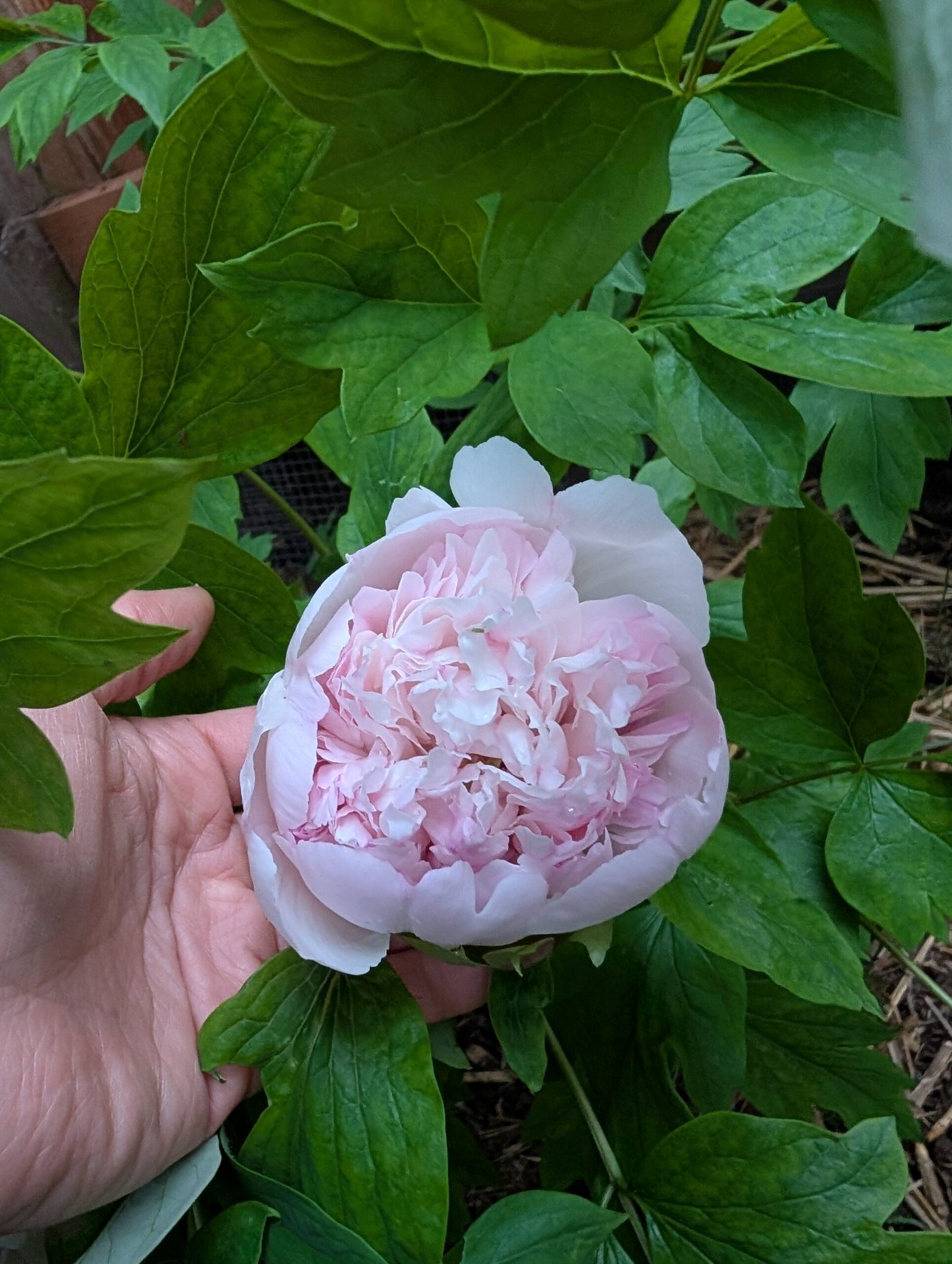 "Red thread girl" large flower tree peony Preorder for fall 2026 - Image 3