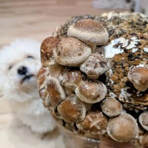 Organic Shiitake Fruiting Block – 5 lb Mushroom Growing Kit