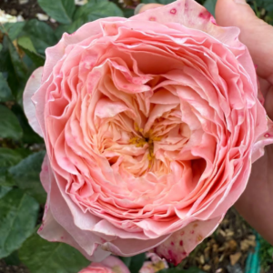 Harper garden rose plant flower bush deciduous shrub