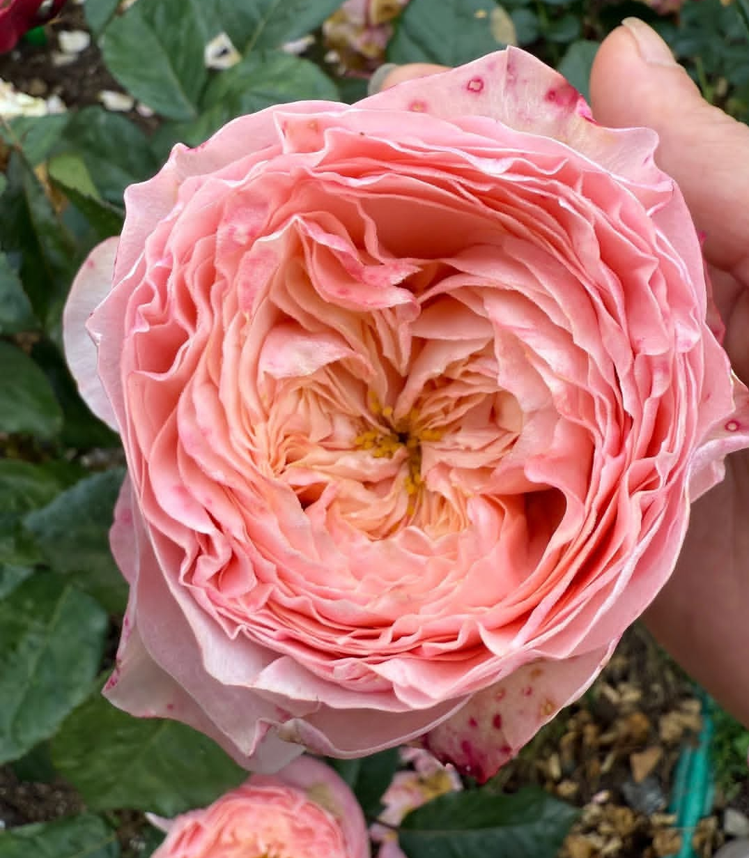 Harper garden rose plant flower bush deciduous shrub