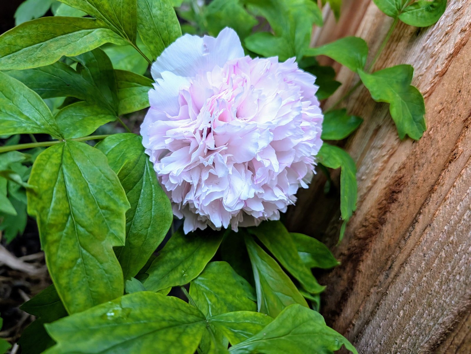 "Red thread girl" large flower tree peony Preorder for fall 2026 - Image 4