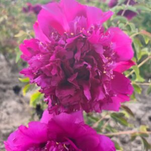 Cheng Xin tree peony