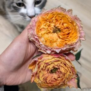 Sunrise garden rose plant flower bush shrub