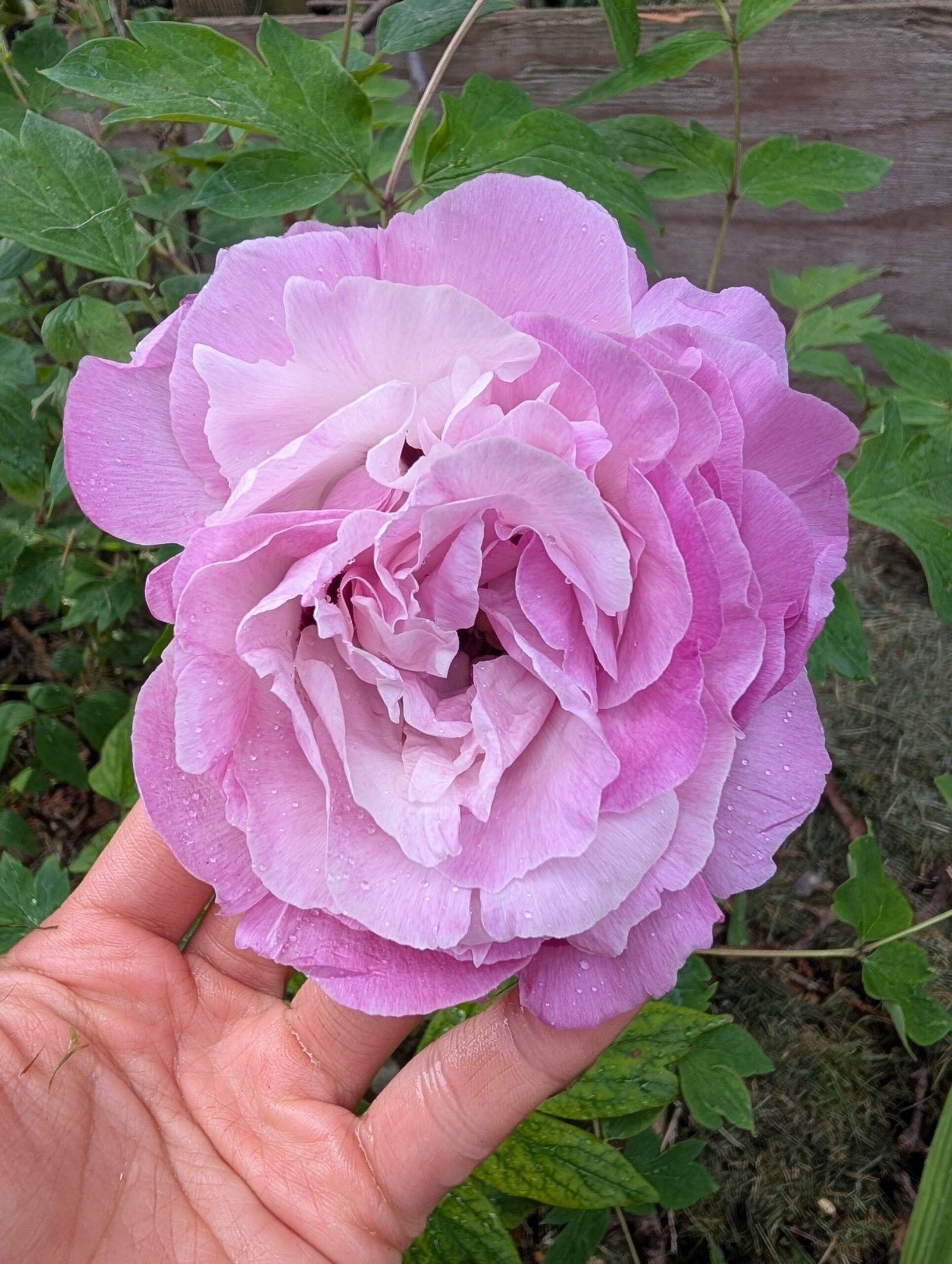 tree peony - Image 7