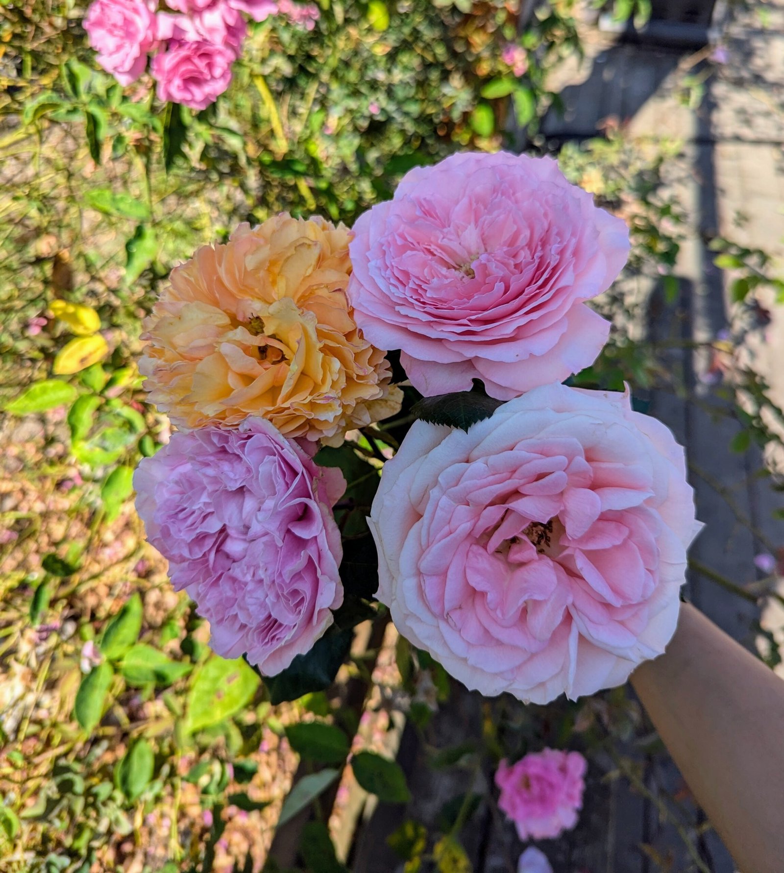 Mayra Bridal garden rose plant flower bush shrub - Image 14