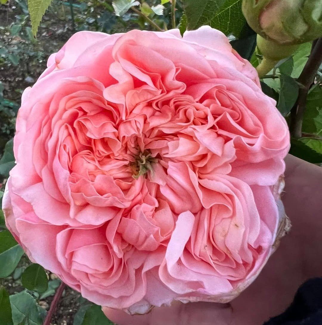 Bella Trendsetter softer thorns garden rose plant - Image 3