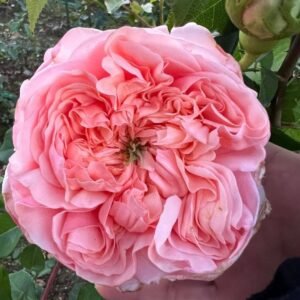 Eve DA garden rose plant flower bush shrub