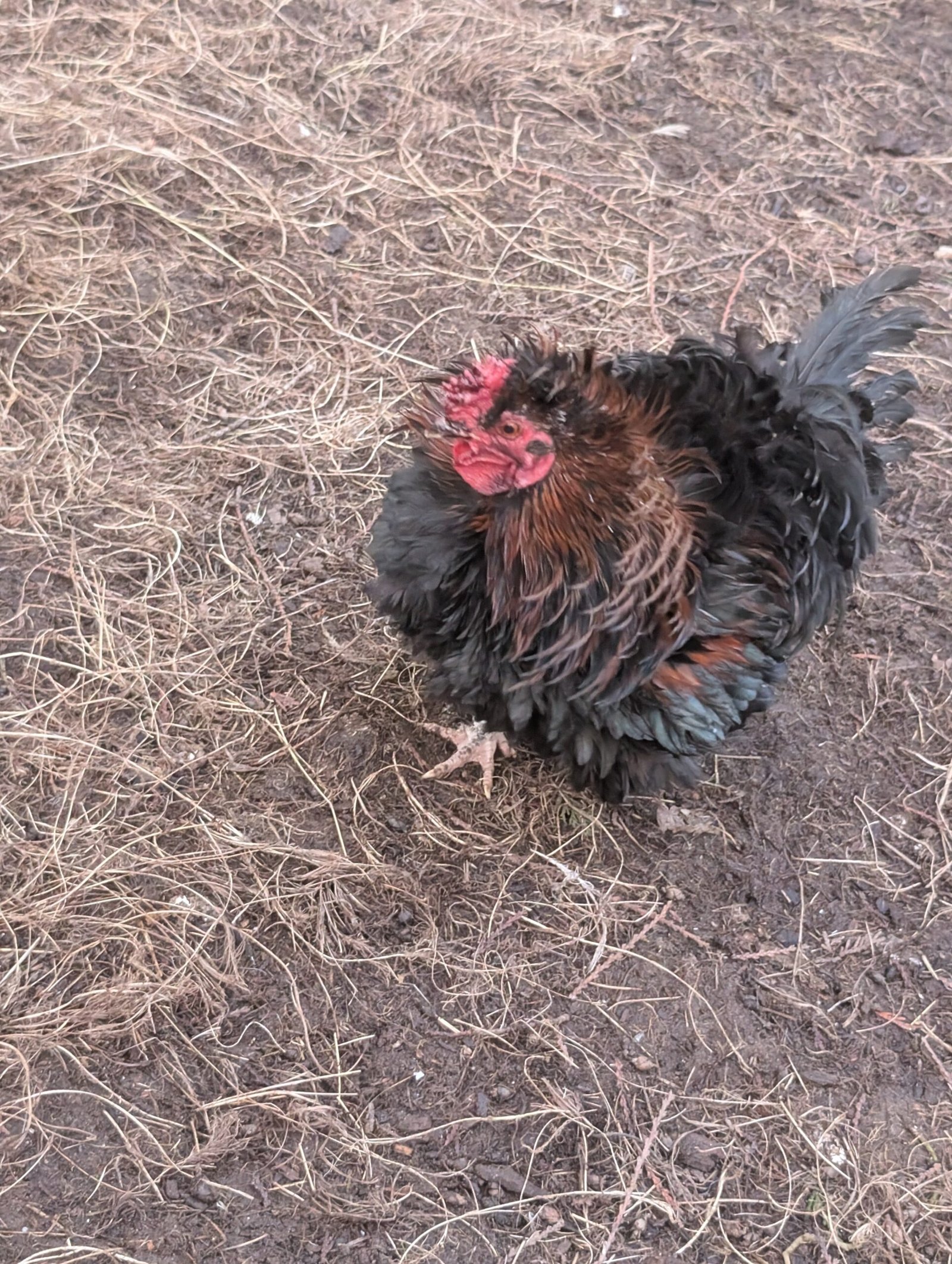 Free small bantam mixed color frizzle rooster - Image 2