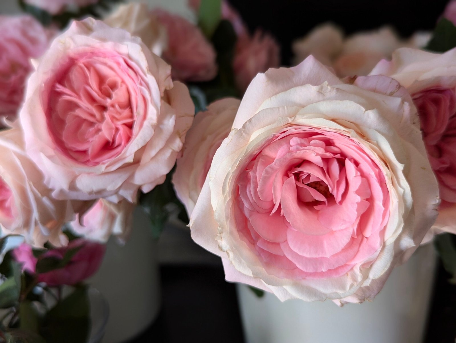 Mayra Bridal garden rose plant flower bush shrub - Image 9