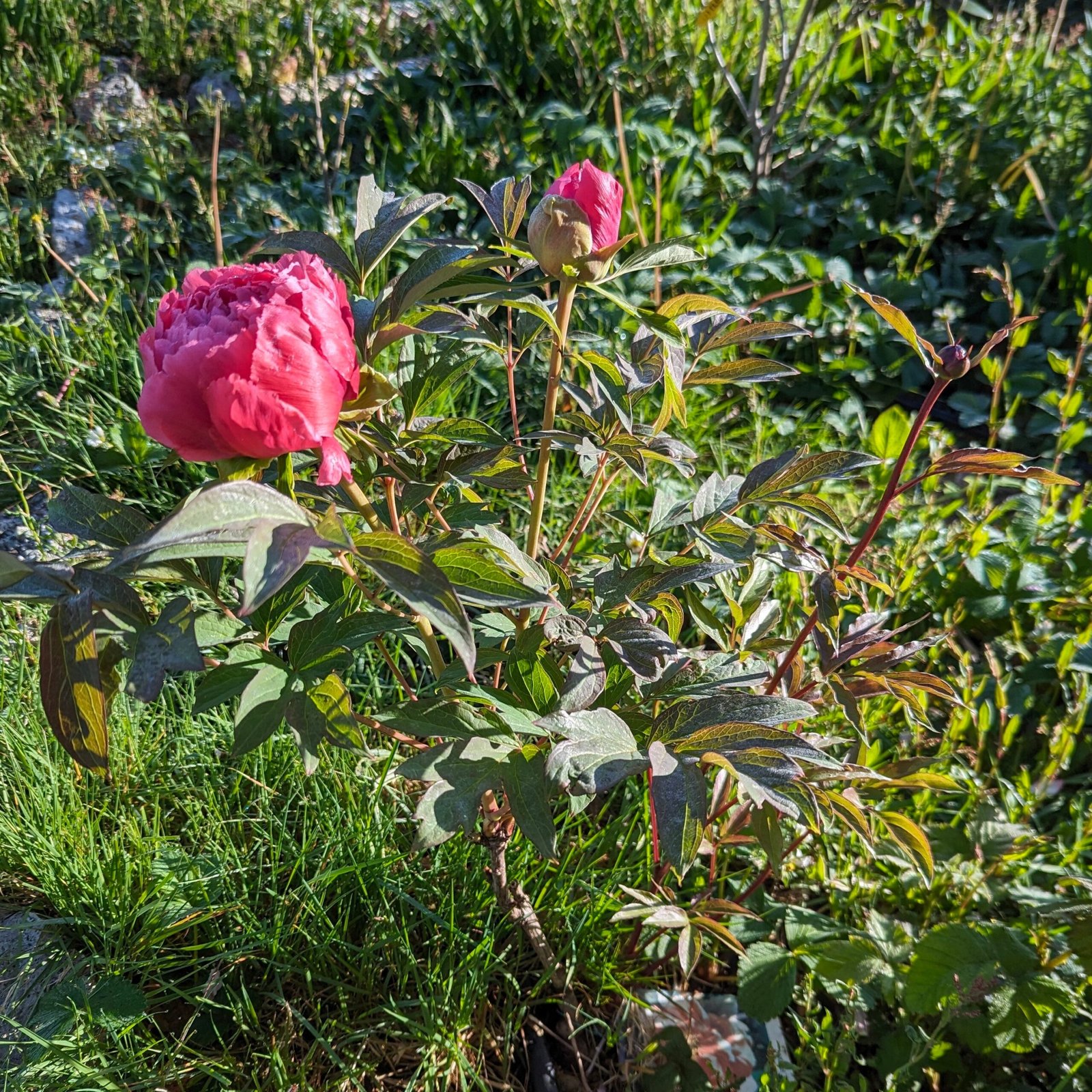 Lost tag red large flower cold hardy part shade tree peony - Image 5