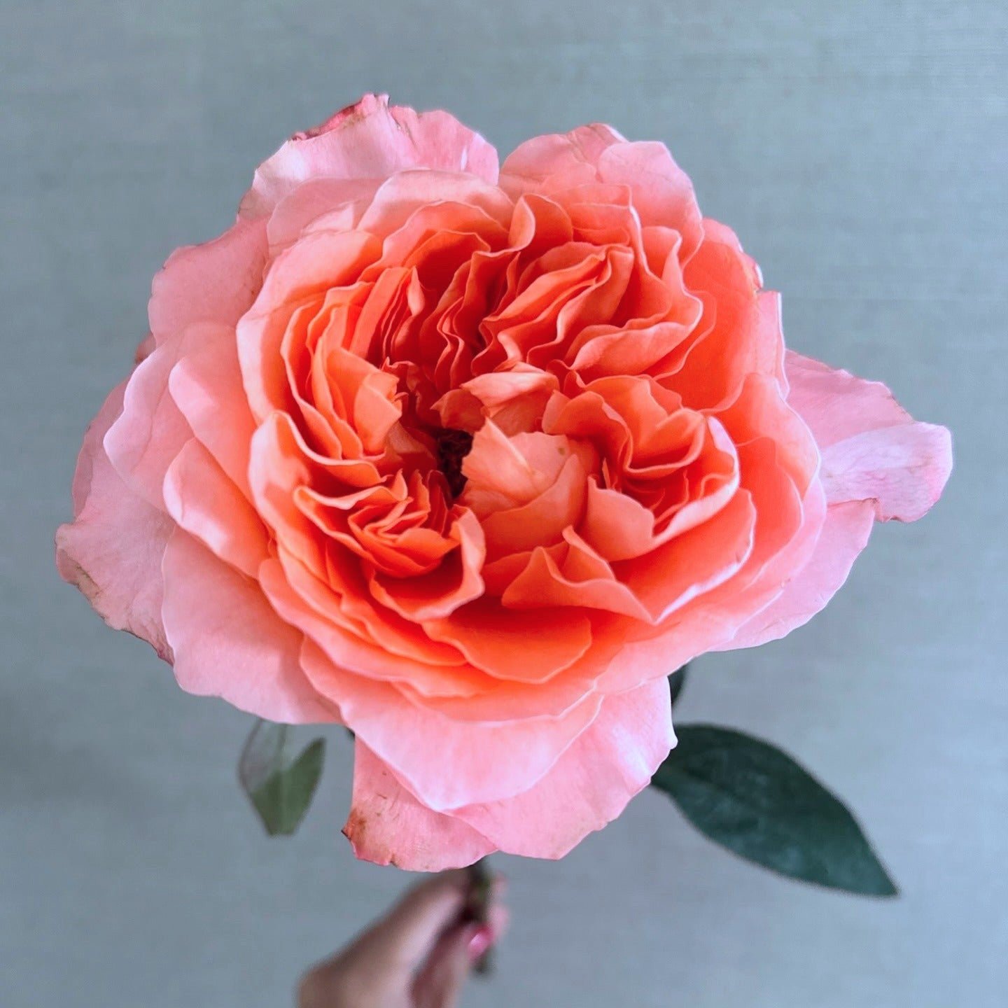 Dragonfly garden rose plant flower bush shrub - Image 8