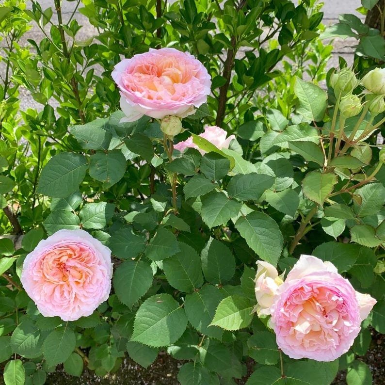 Träumerei Japanese garden rose plant flower bush shrub - Image 5