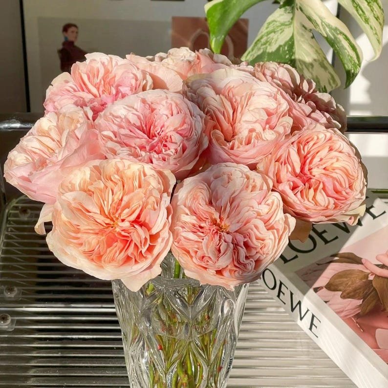 Tip Top garden rose plant flower bush shrub - Image 3