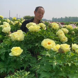 Golden Crown tree peony