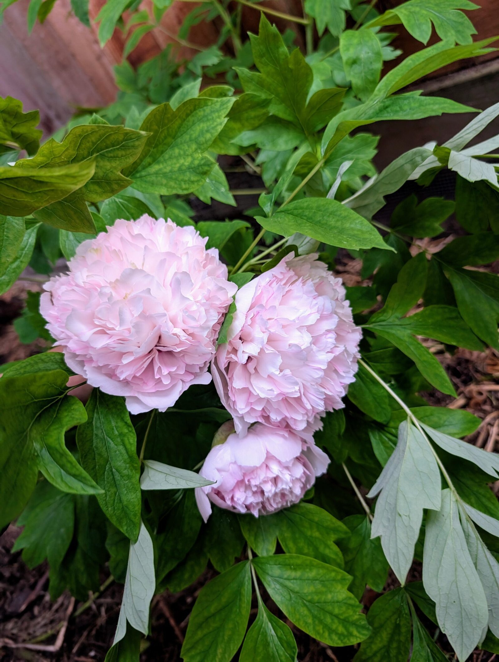 "Red thread girl" large flower tree peony Preorder for fall 2026 - Image 2