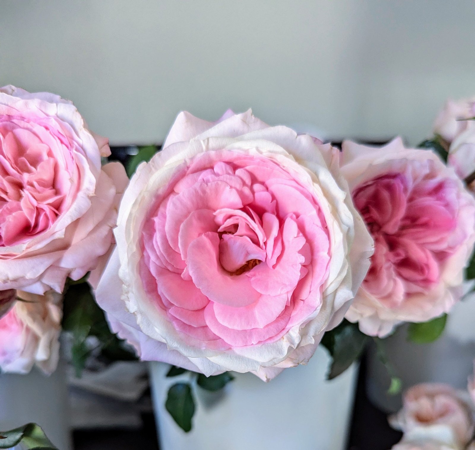 Mayra Bridal garden rose plant flower bush shrub - Image 7