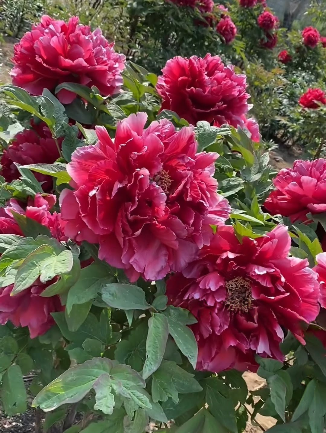 "Kao" large flower Japanese tree peony - Image 2