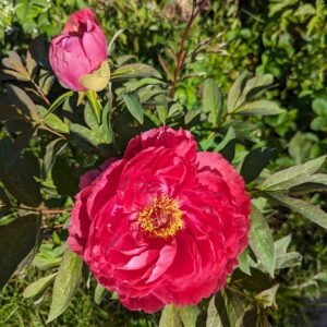 Lost tag red large flower cold hardy part shade tree peony