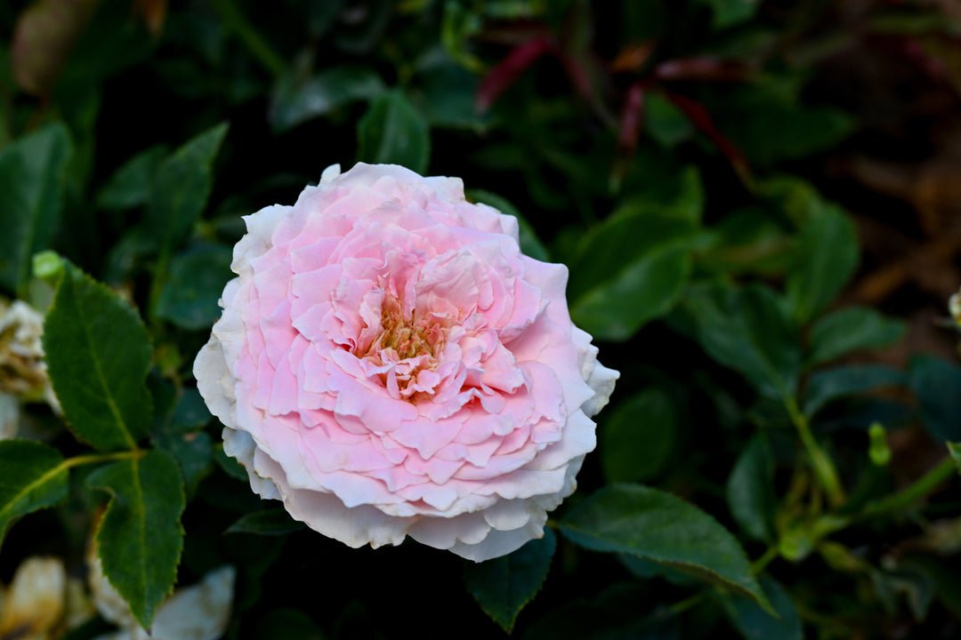 Country S. Peonia garden rose plant flower bush deciduous shrub - Image 4
