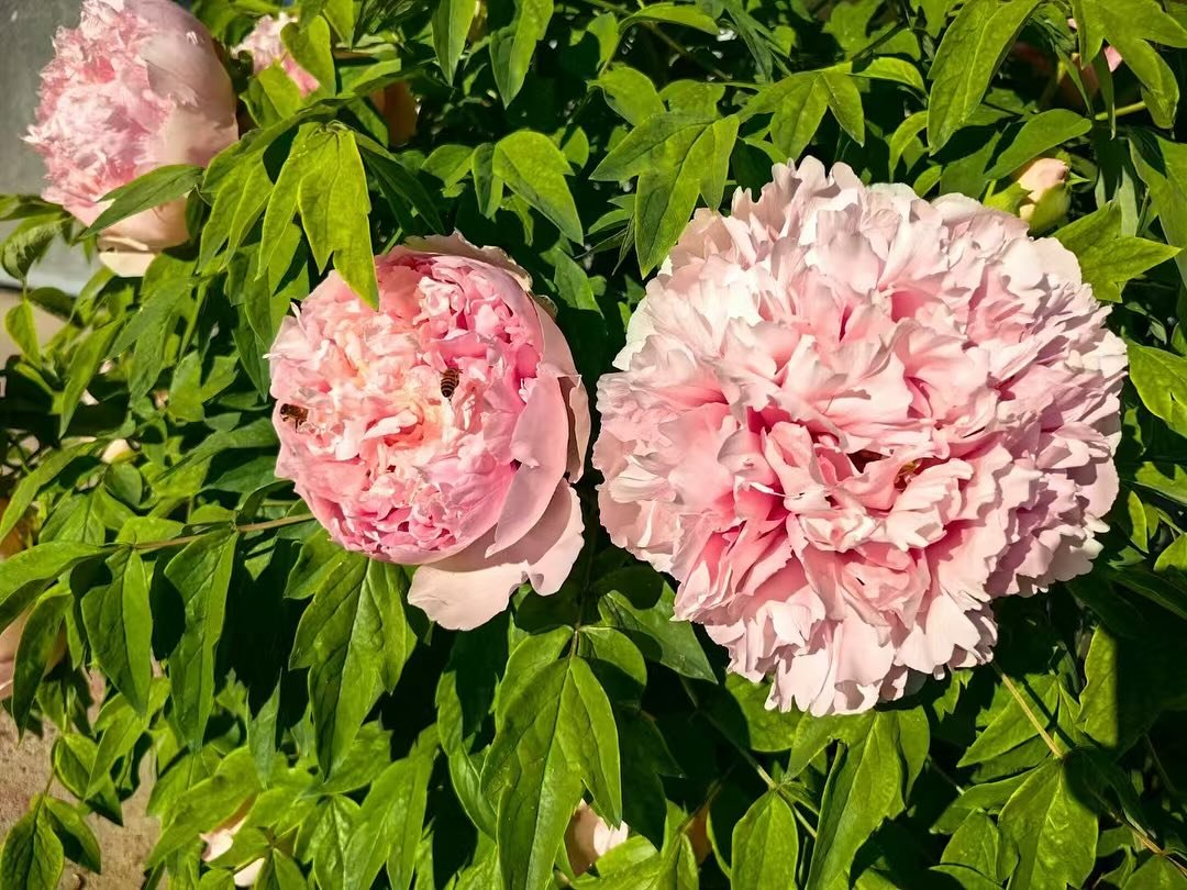 Fen Xiu Qiu tree peony - Image 6