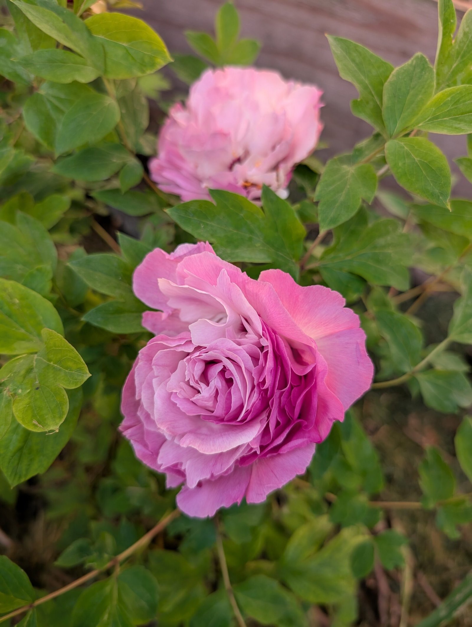 tree peony - Image 4