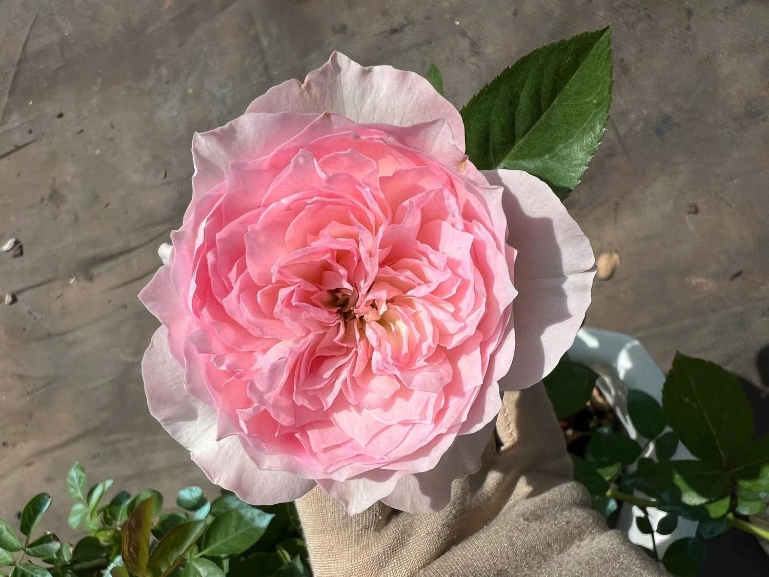 2 tone thornless climbing Edouard Manet rose plant flower bush shrub - Image 6