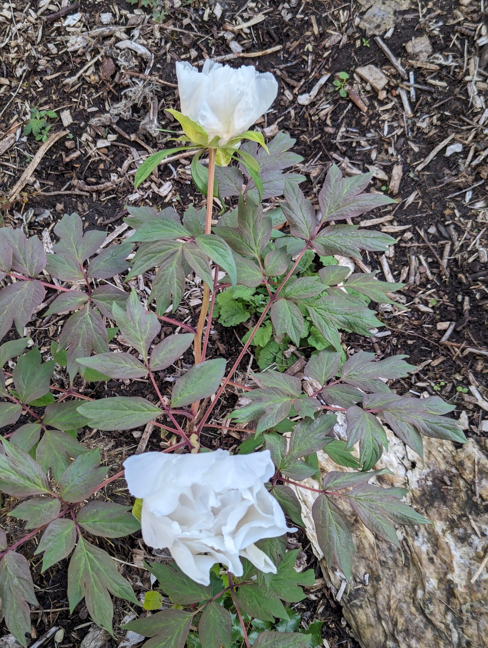 Large white flower cold hardy tree peony Preorder for fall 2026 - Image 9