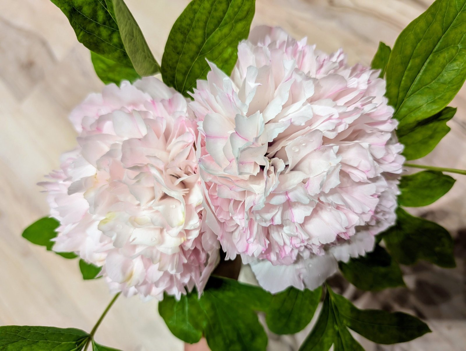 "Red thread girl" large flower tree peony Preorder for fall 2026 - Image 15