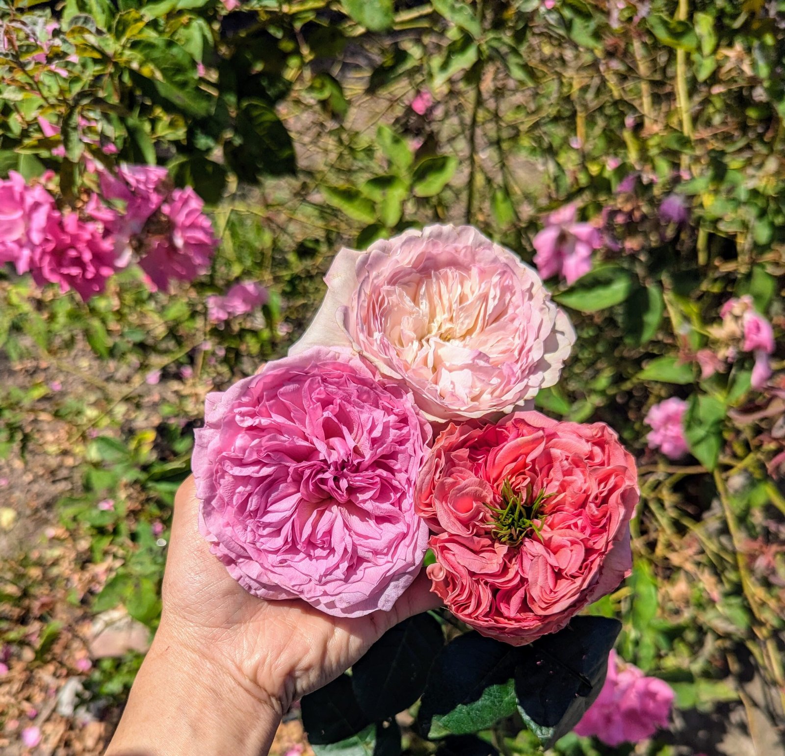 Pink Xpression (expression) garden rose plant flower bush shrub - Image 13