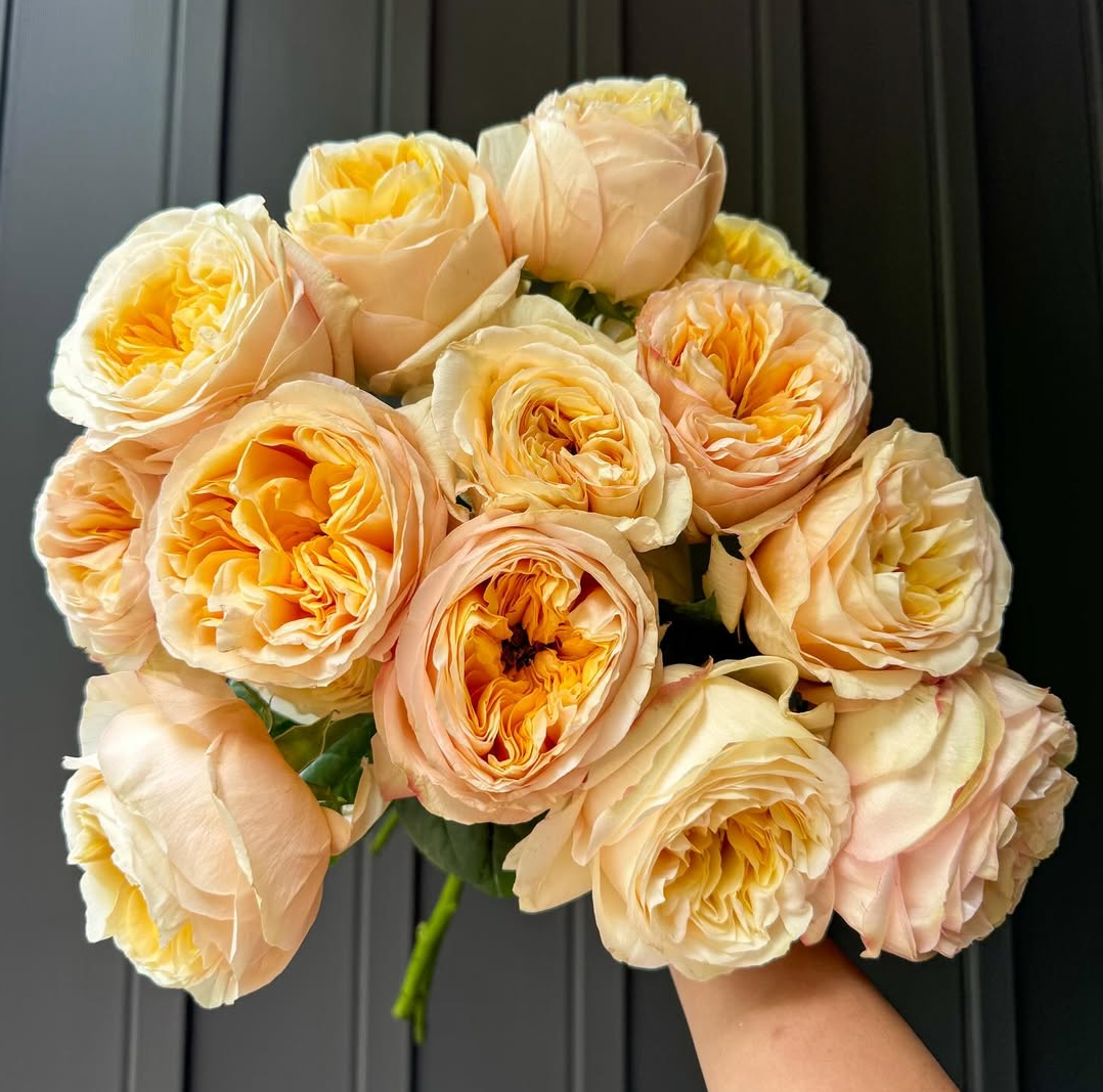 Peach Cream Xpression garden rose plant flower bush shrub - Image 6