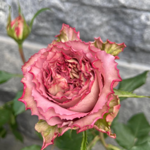 The Nature garden rose plant flower bush shrub