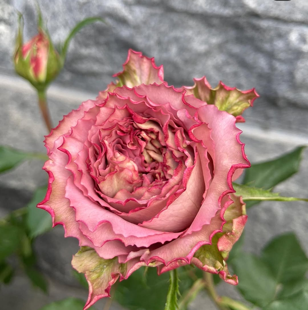The Nat garden rose plant flower bush shrub