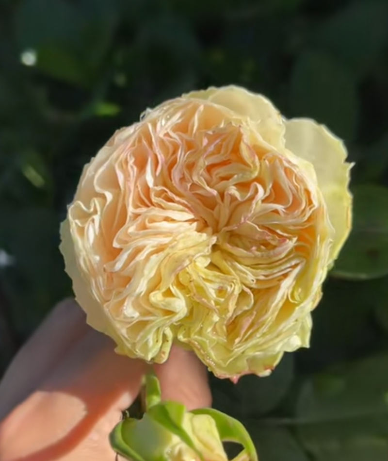Yukihime garden rose plant flower bush shrub - Image 3