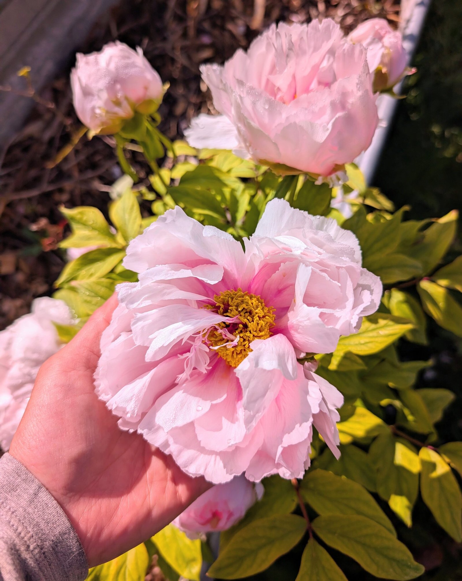 "Peach blossom in the snow" large flower tree peony - Image 2