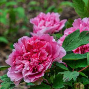 "Large Hu's Red" large flower tree peony