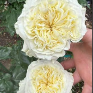 Paradise White garden rose plant flower bush shrub