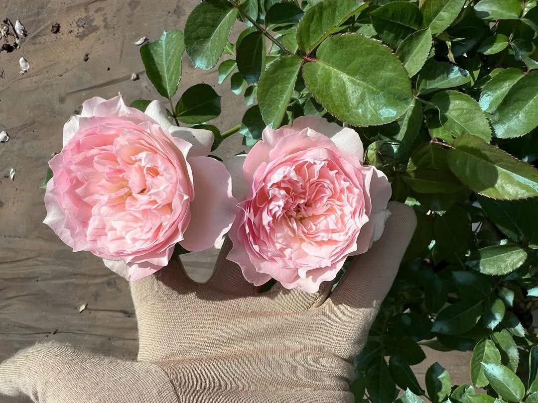 Le Rire Japanese color changing garden rose plant flower bush shrub - Image 5