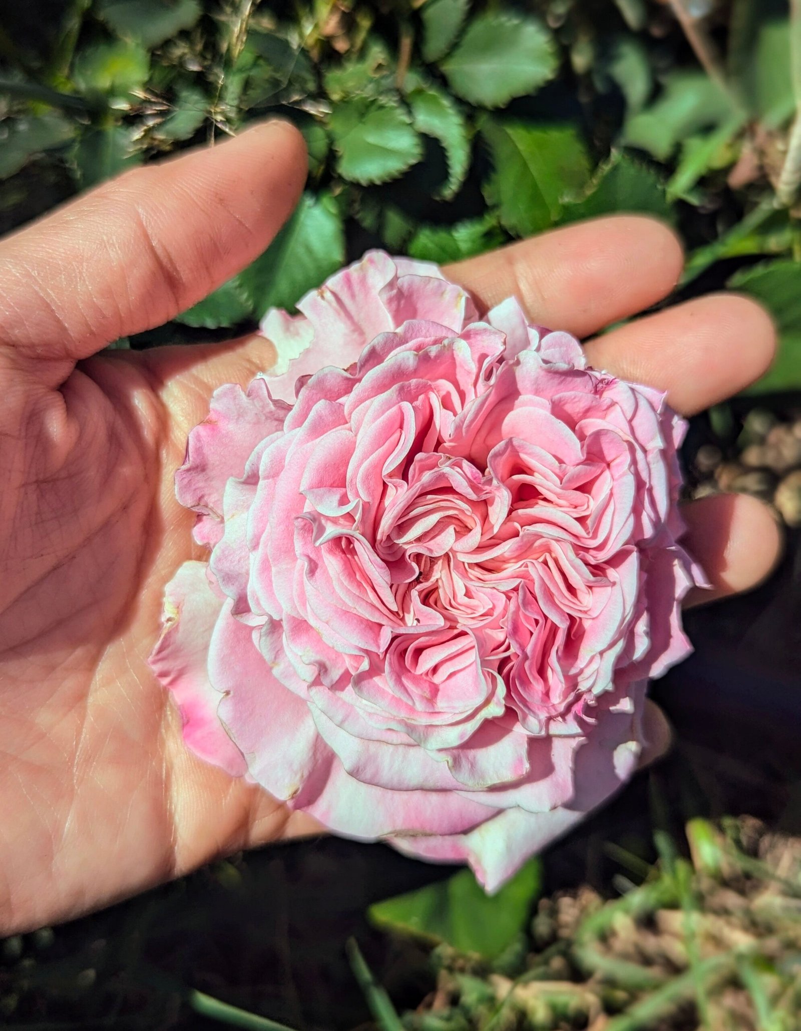 Ashle thornless rose rose plant flower bush shrub - Image 2
